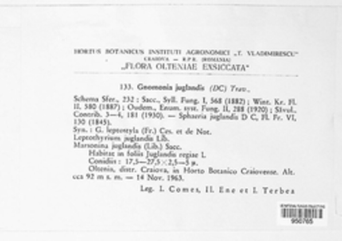 Gnomonia juglandis image